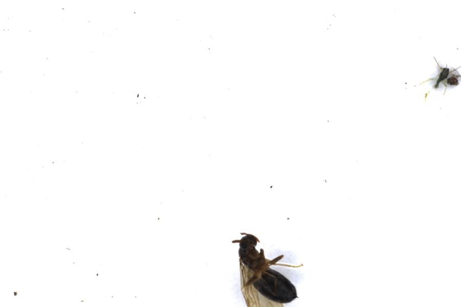 Image 34